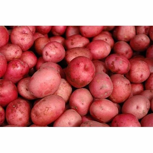 RED POTATOES BAG 5 LBS