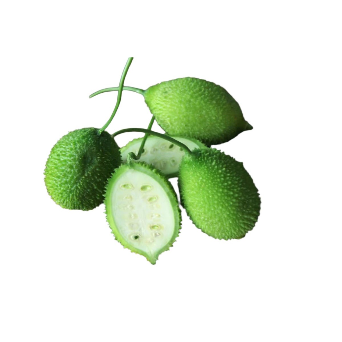 FRESH KANTOLA 1 LBS