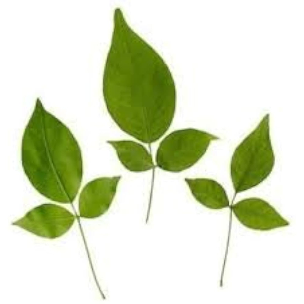 BILVA LEAVES 1 LBS