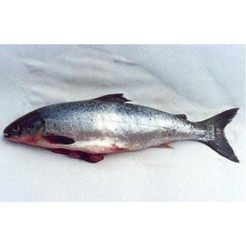Salmon Fish 1 LBS