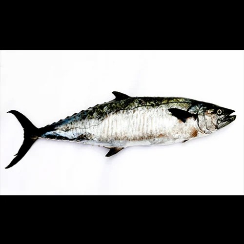 Anjeelawa Fish 1 LBS