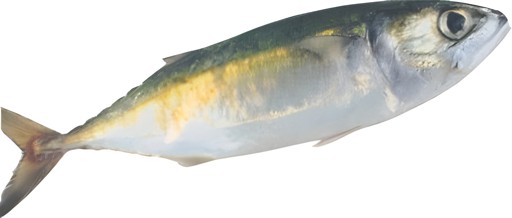 Mackerel Fish 1 LBS