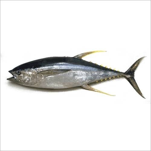 Tuna Fish 1 LBS