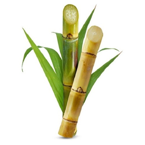 Sugar Cane Stick 1 PACK