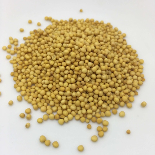 Mustard 1 PACK