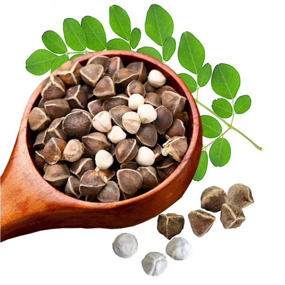 MORINGA LEAVES VEDIC SECRET 100 GM