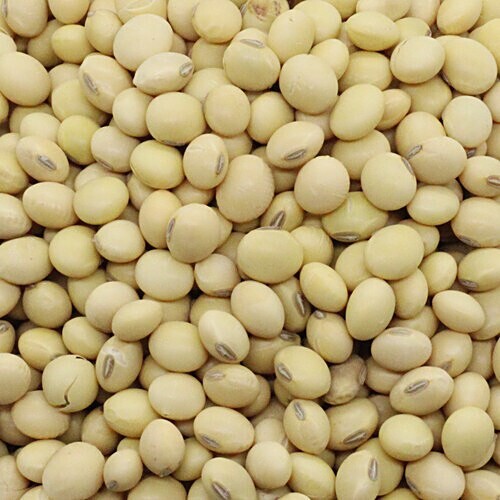 Radhey White Soya Bean 2 LBS