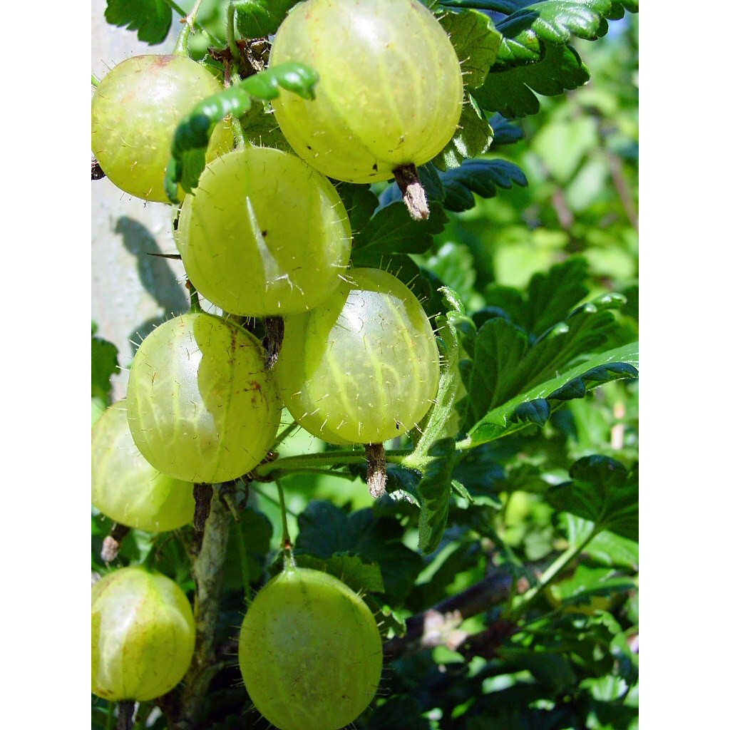 Gooseberry 1 EACH