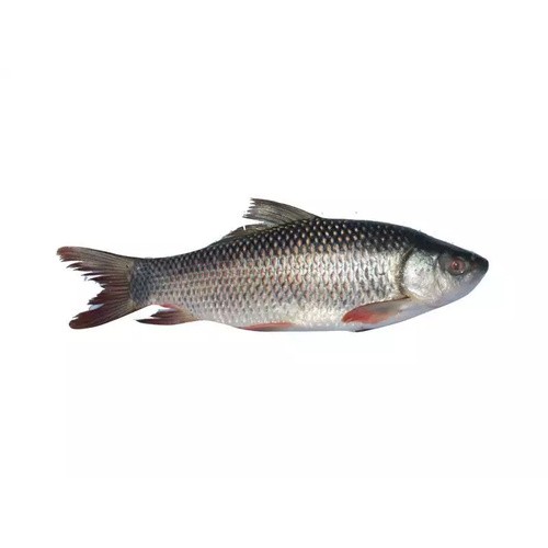 Rohu 1 KG