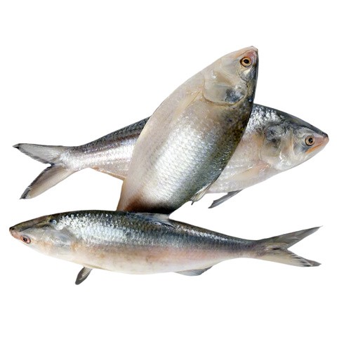 Hilsha 2 KG