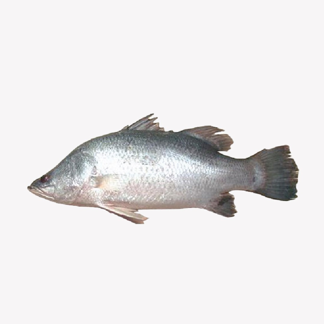 Koral Bhetki 2 KG