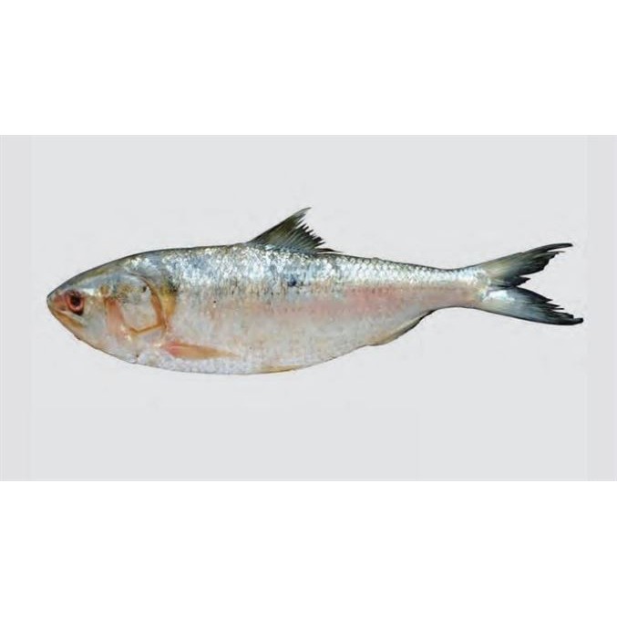 Chapila 1 KG
