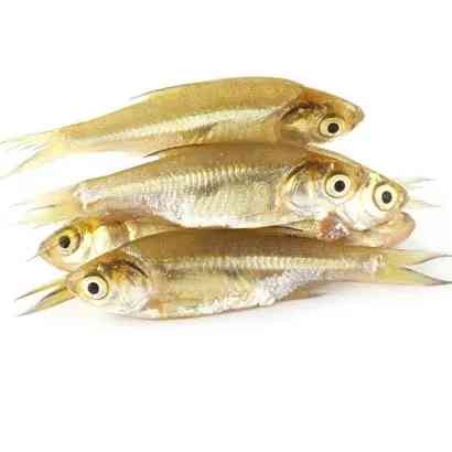 Mola 500 GM