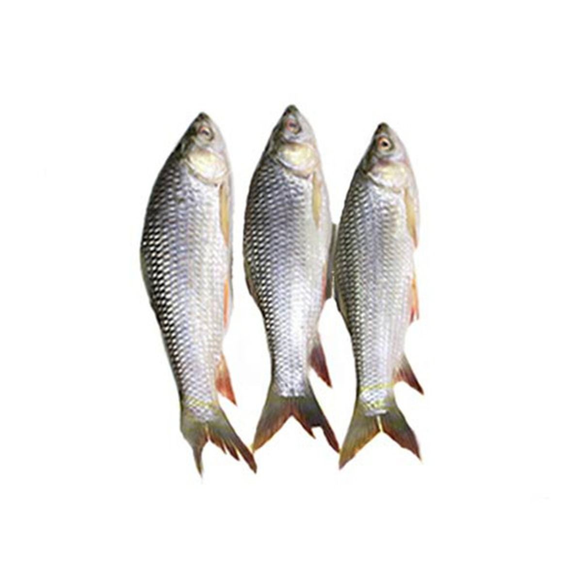 Nola Baby Rohu 1 KG