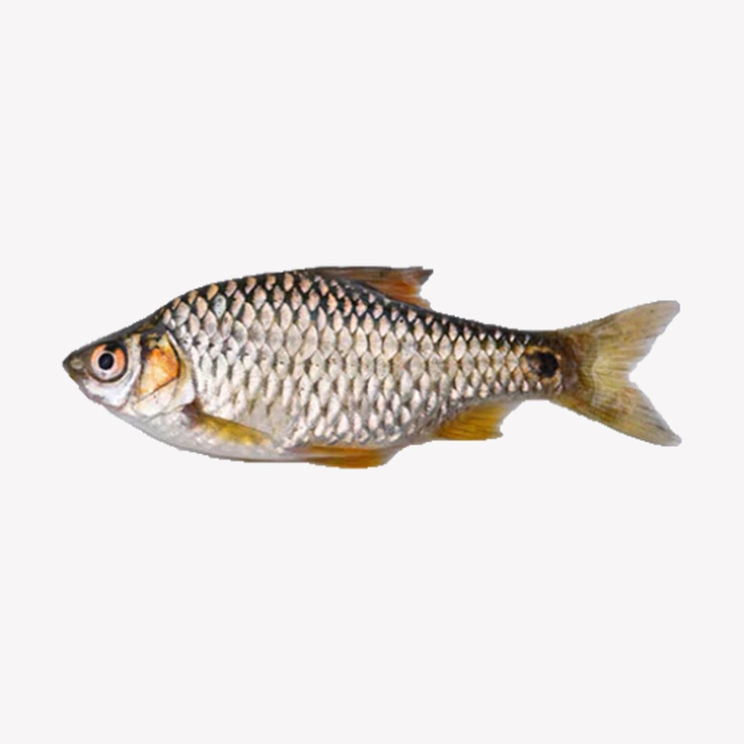 Deshi Puti 500 GM