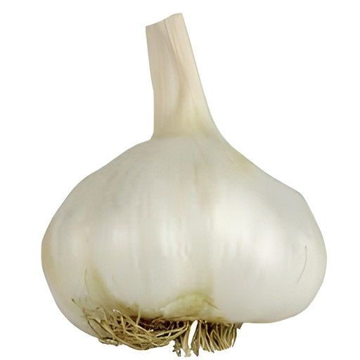 GARLIC 1 BUNCH