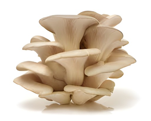 OYSTER MUSHROOM GUAN'S 6 OZ