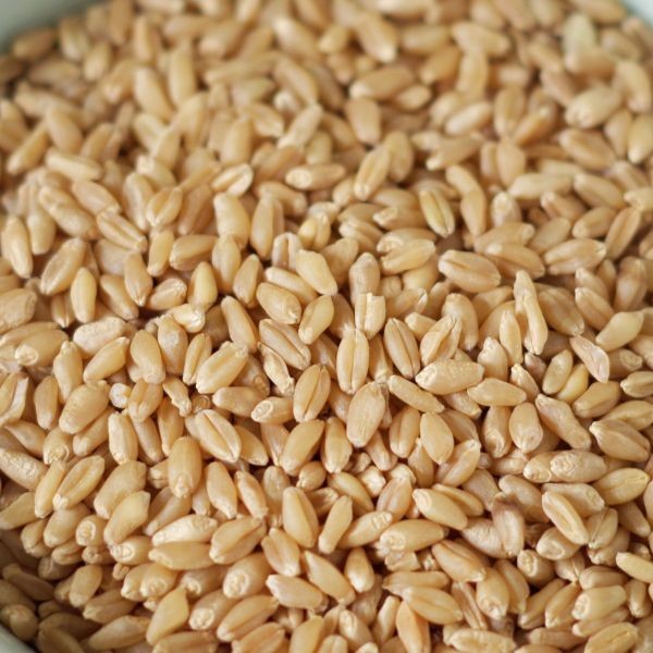 Hard Wheat 5 Kg