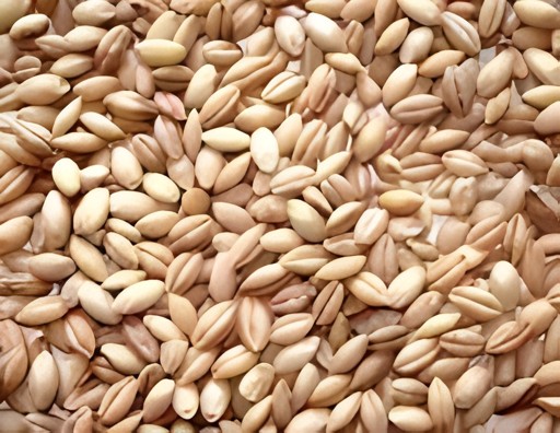 Desi Haleem Wheat