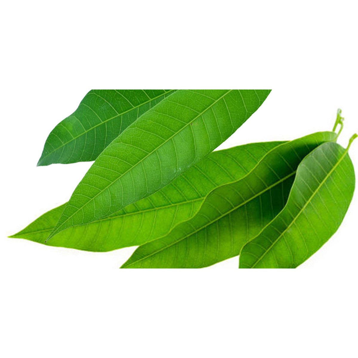 Mango Leaves (Aamba) 5 PCS