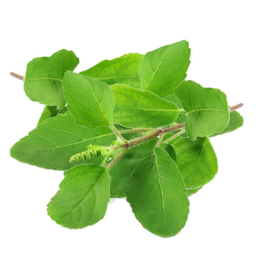 ZaARAH TULSI LEAVES 3.5 OZ