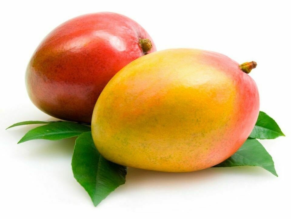 Kent Mango 1 PCS