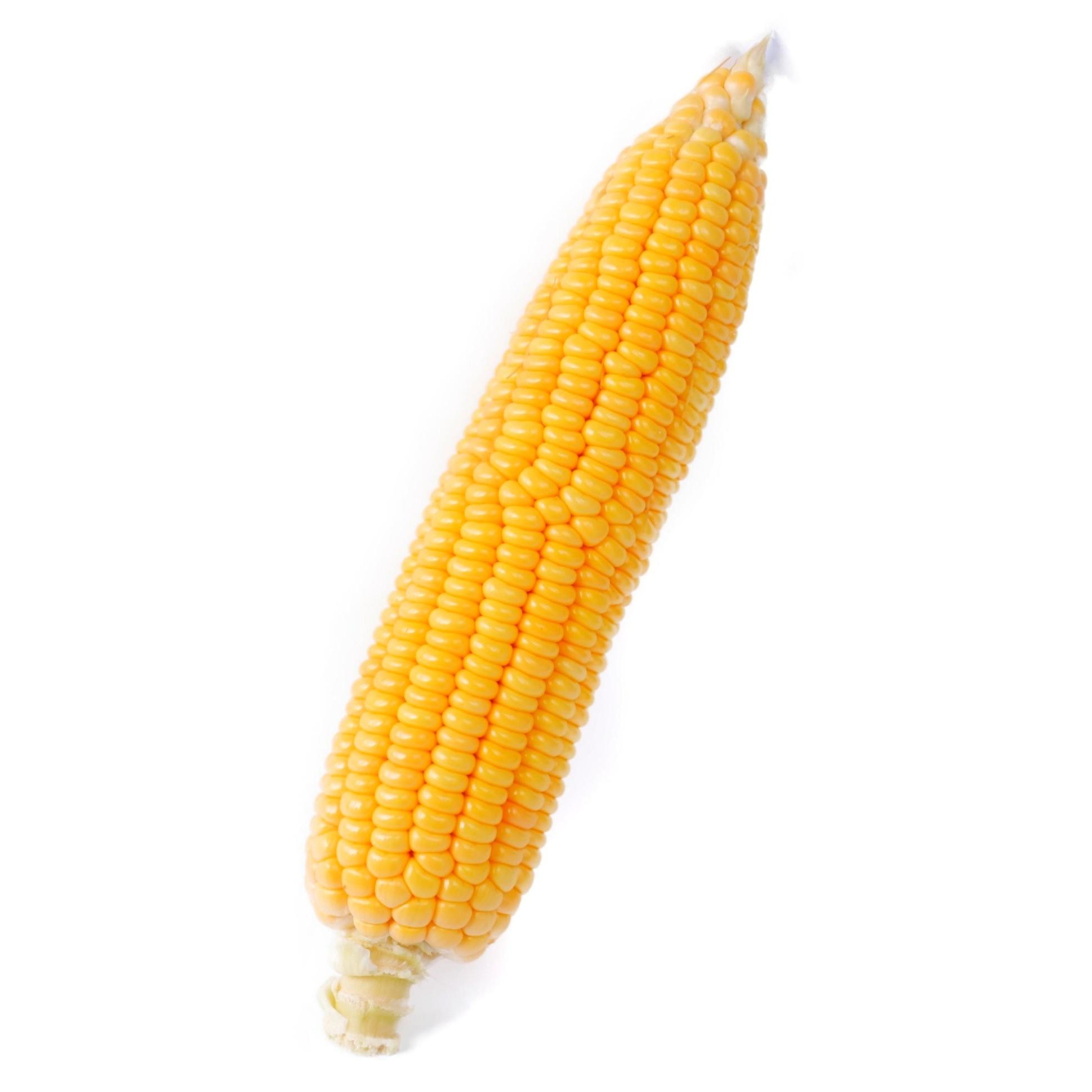 Fresh Corn 1 COUNT