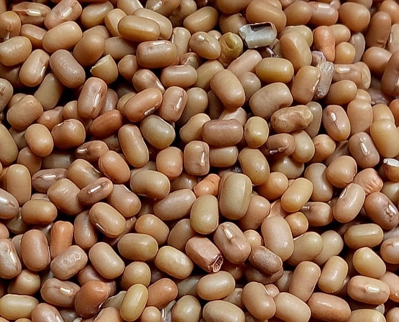 HB Moth Beans 4 LBS