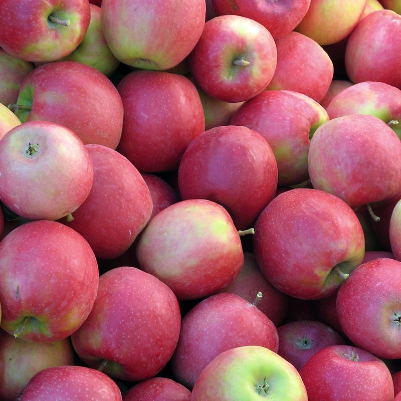 Pink Lady Apple 1 LBS
