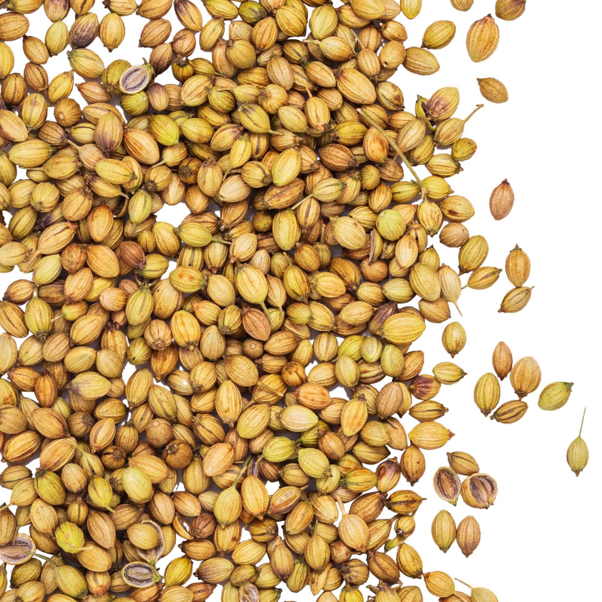 Parak Dhania Whole  55 GM