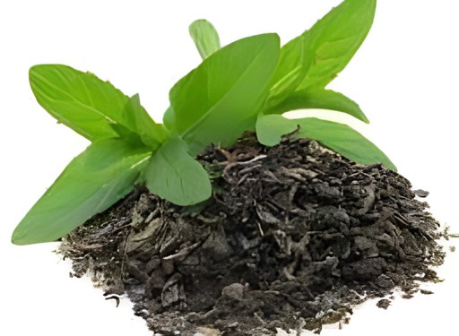 Herbicare Tulsi Leaves 1 OZ
