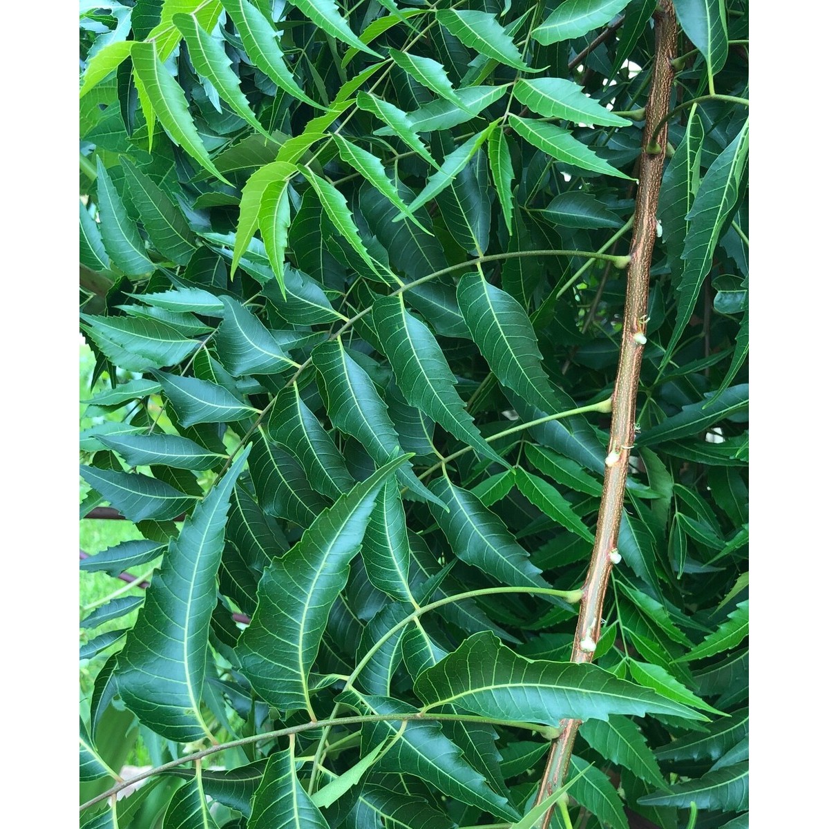 Herbicare Neem Leaves 1 OZ