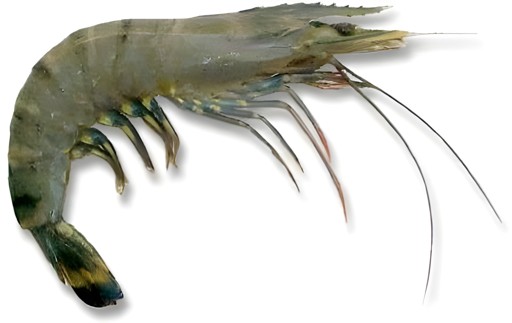 Chingri 1 LBS