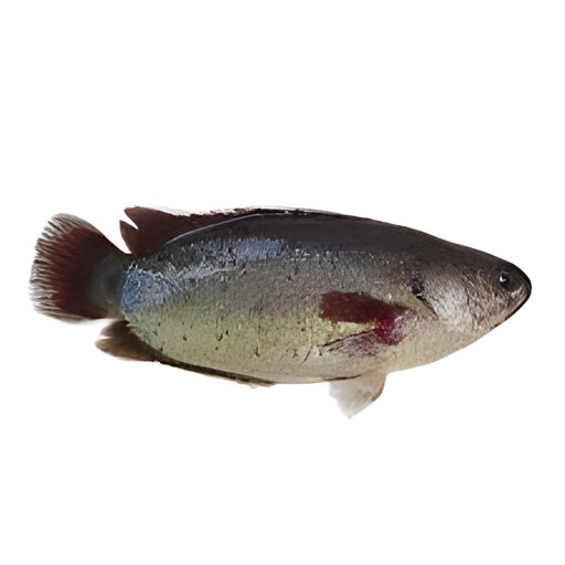 Koi IQF 1 LBS