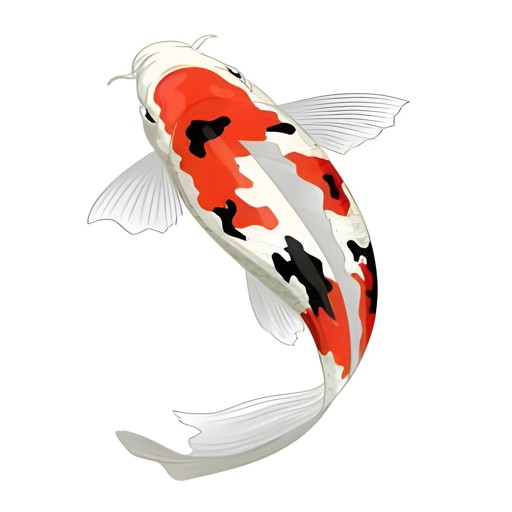 KOI FISH 1 KG