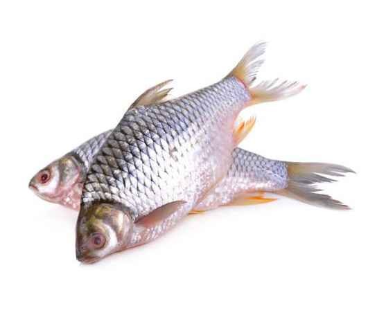 Dhani Koral 1 LBS