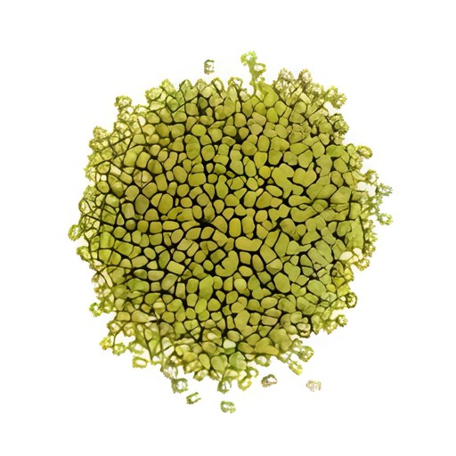Kohinoor Moong Whole 4 LBS