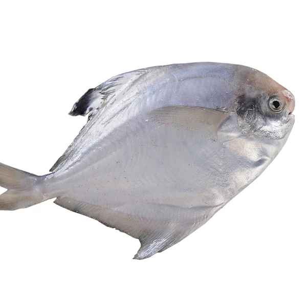 POMFRET FISH 2.2 LBS