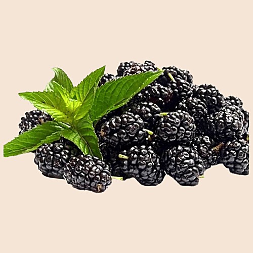 FRESH BLACKBERRY 1 LBS