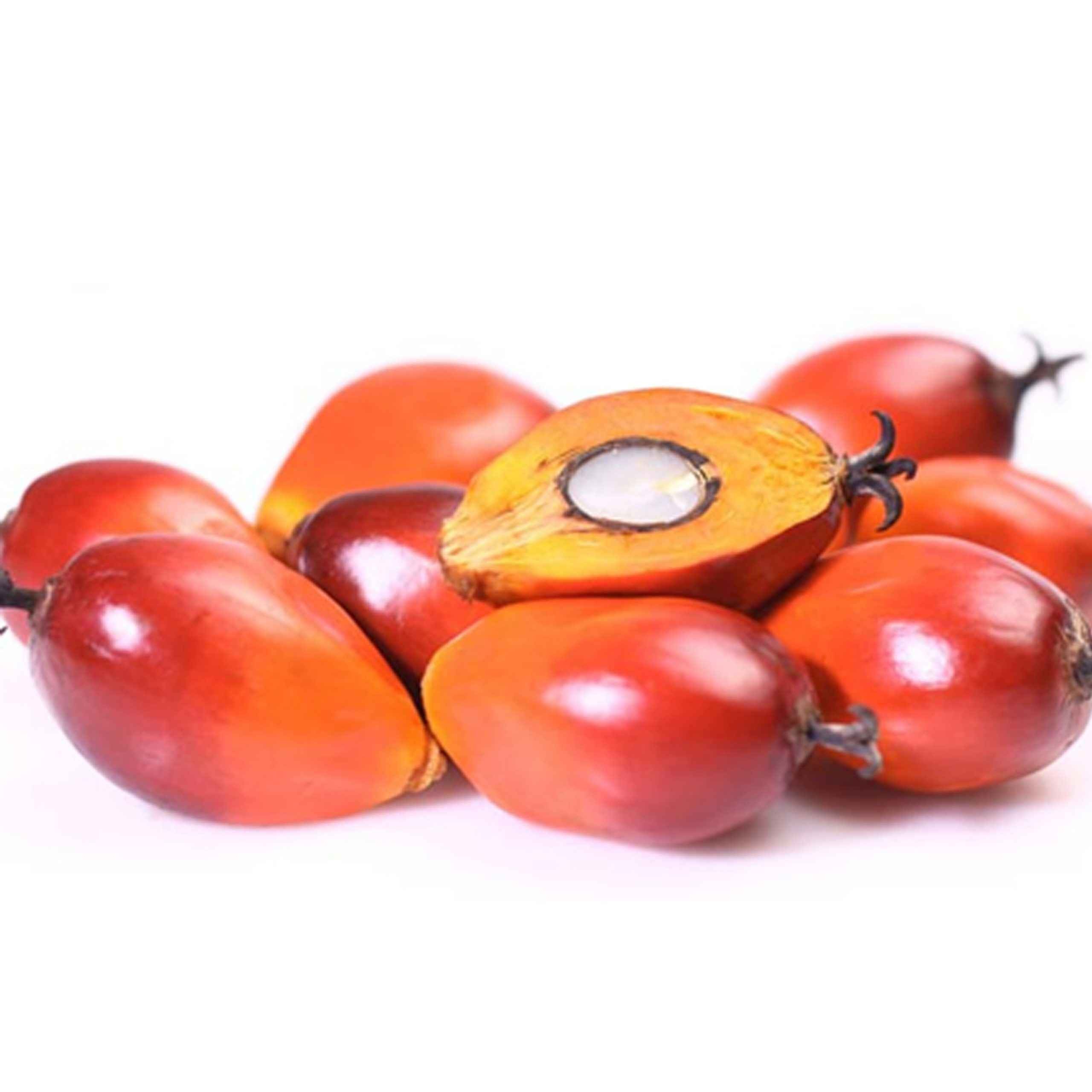 Palmnuts 16 OZ