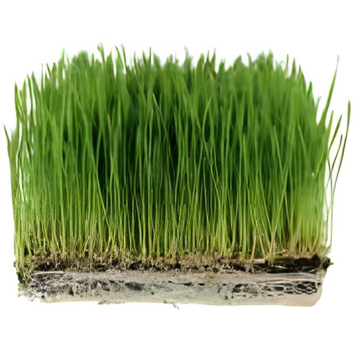 Emerald Wheat Grass 100 GM