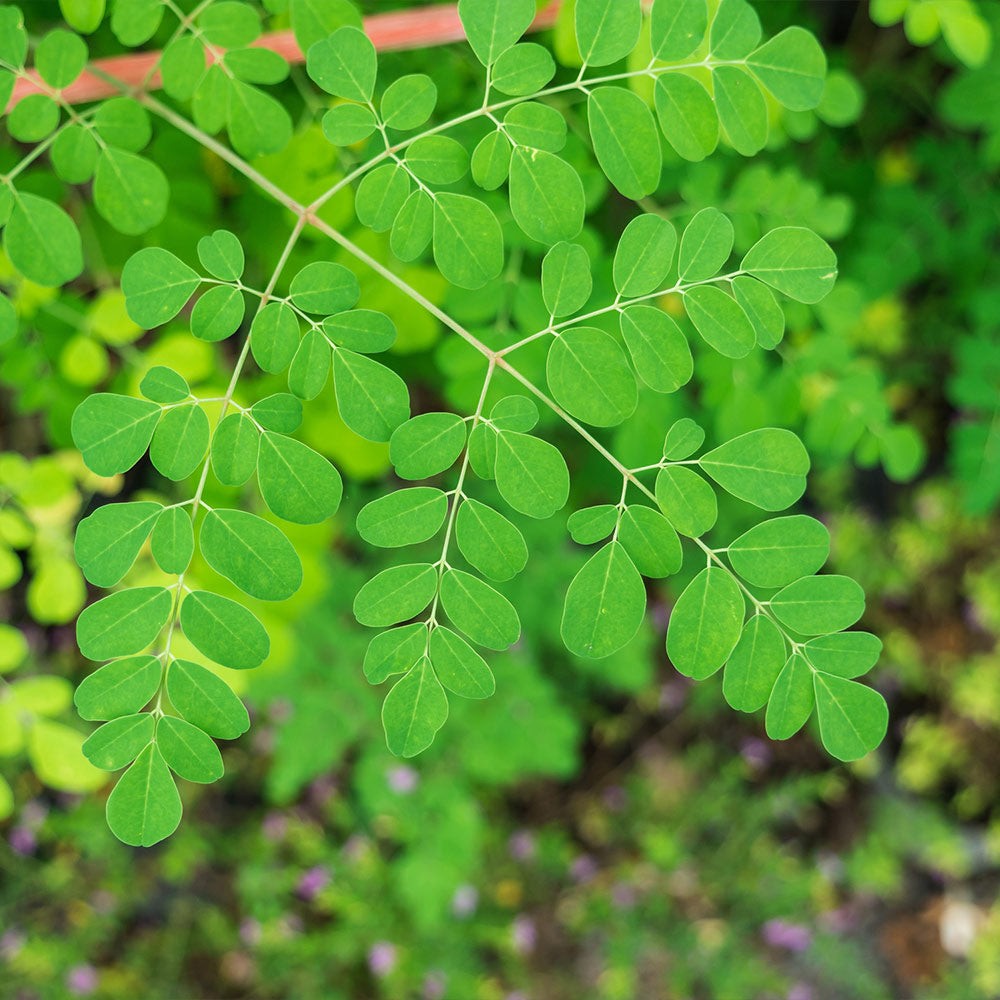 Emerald Moringa Leaf 100 GM