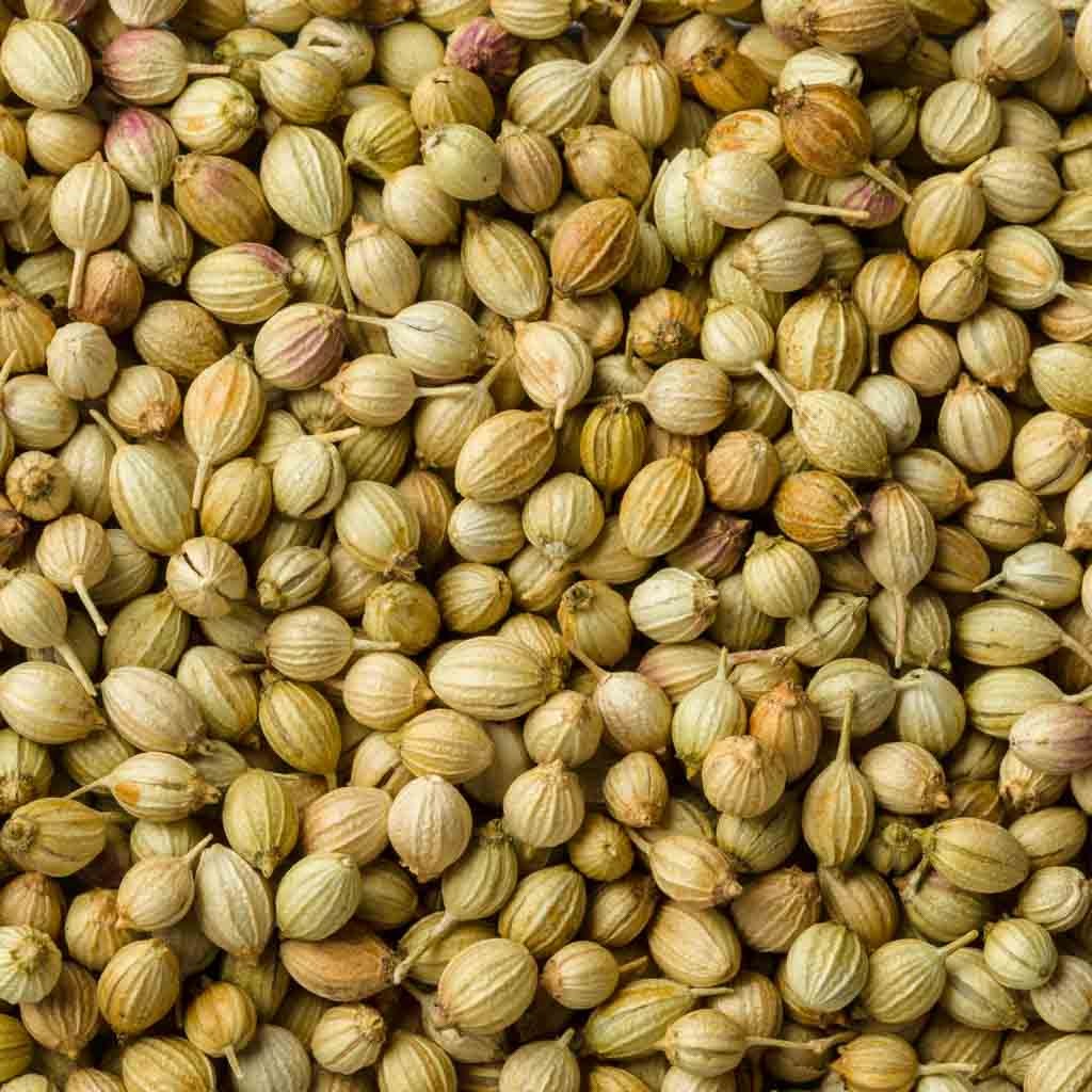 Roshni Coriander Seed 400 GM