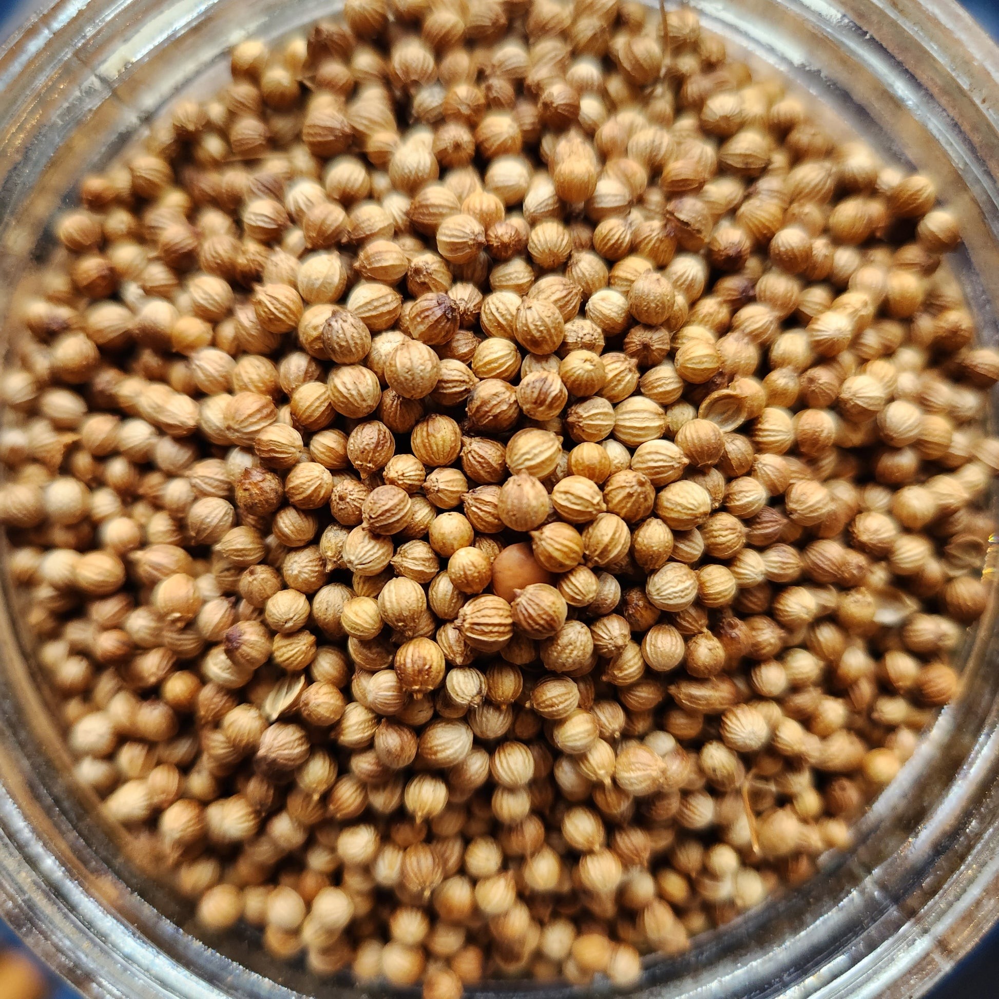 Suraj Coriander Seed 7 OZ