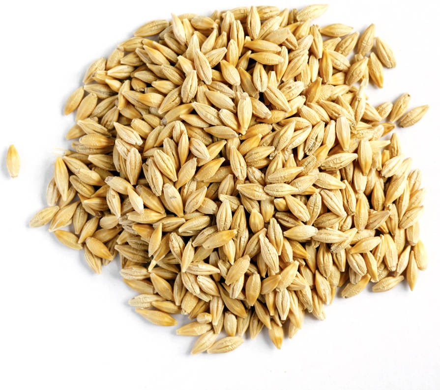 Suraj Barly Whole 800 GM