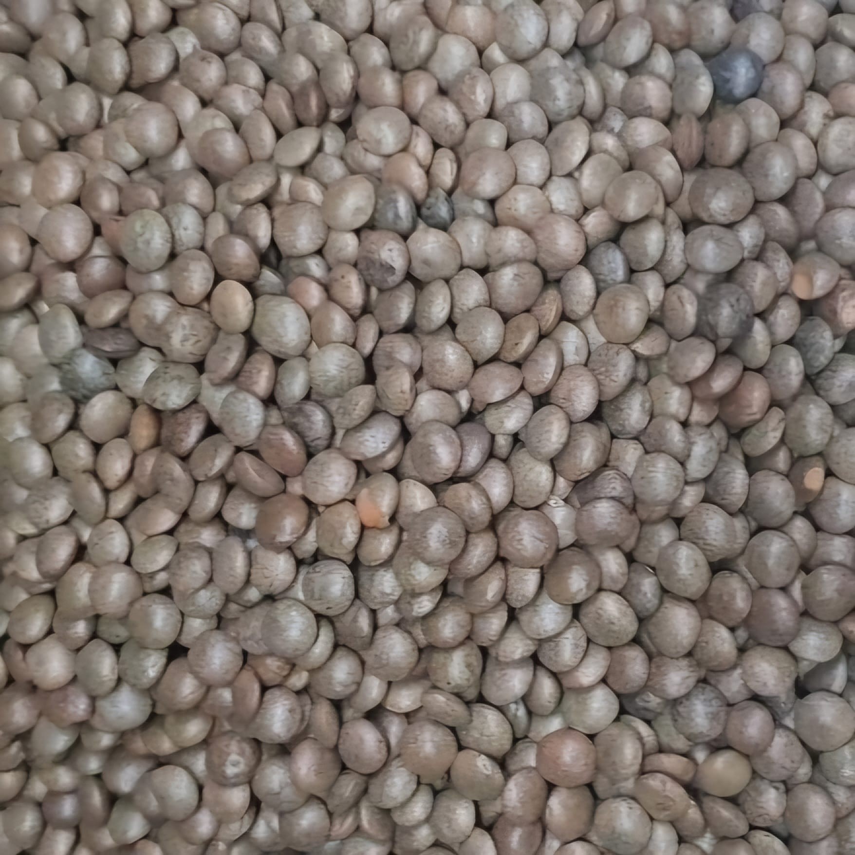 India Bazaar Desi Masoor Whole 4 Lbs