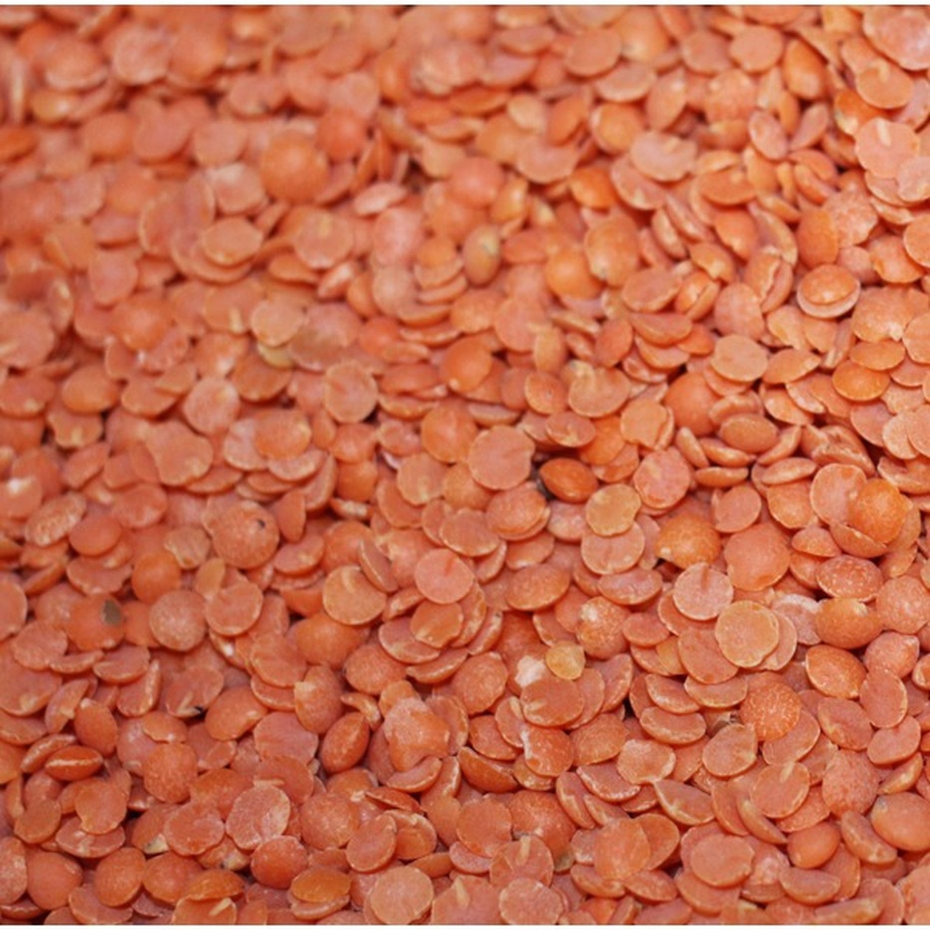 BARAKA RED SPLIT LENTIL 1 LBS