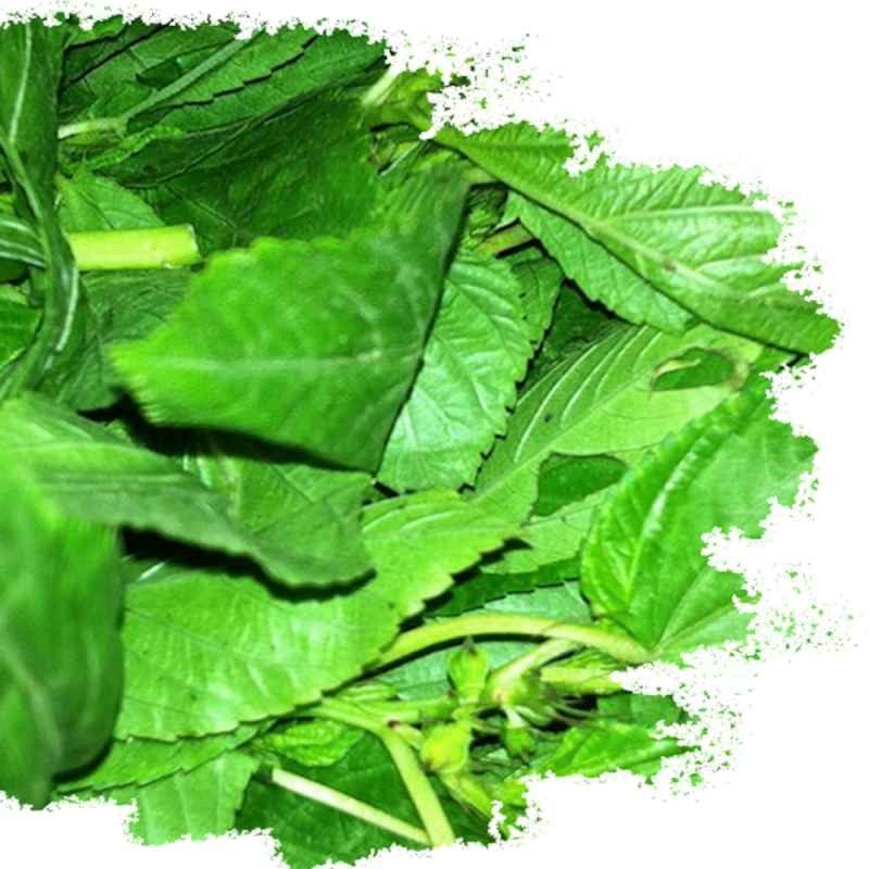 Baraka Molokhia Leaves 400 GM