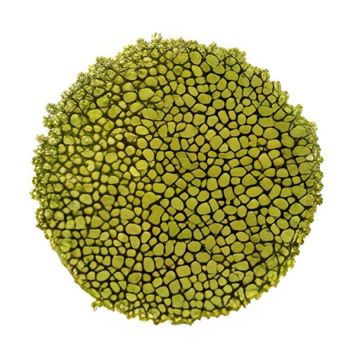 KHAZANA MUNG BEANS 7 LBS