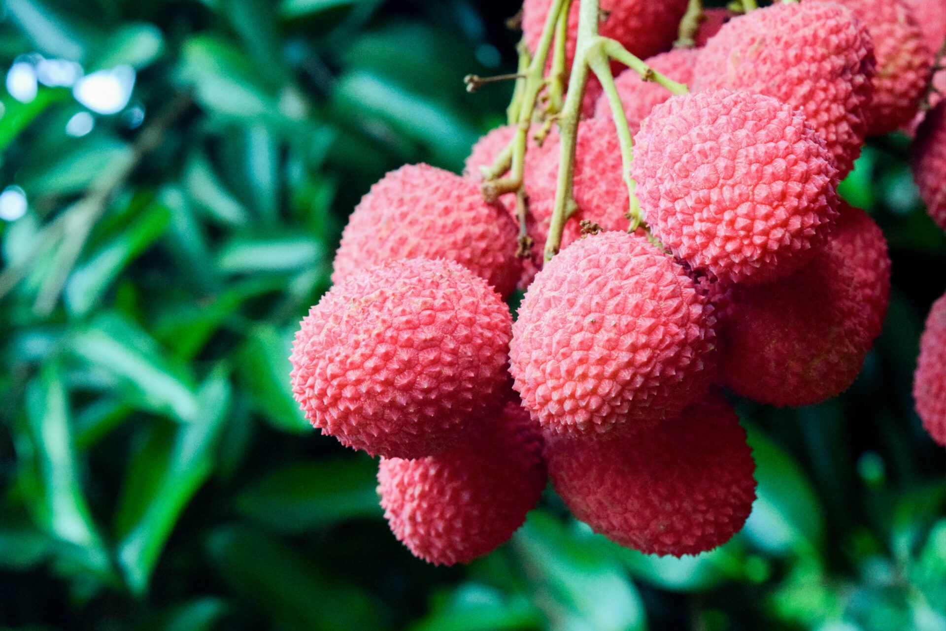 Litchi 1 LBS
